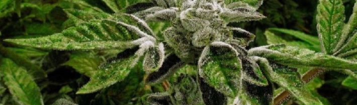 Americká vláda zmenila klasifikáciu medicínskej marihuanyVláda amerického prezi…