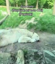 ZDIEĽANÍM POMÁHAMEPrezdieľané z návštevy v BrneMam vsechny czsk zoo projíte uz o…