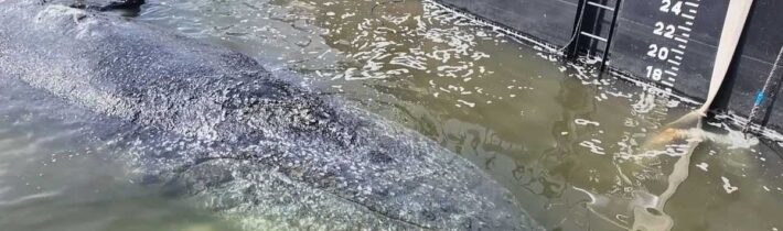 Záchranný tým vypustil do Severního moře velrybu Timmyho