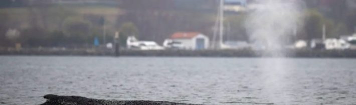 Vráskavec obrovský, ktorý opakovane uviazol pri pobreží Baltského mora, sa oslo…