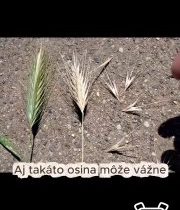 Dávajte pozor na vašich domácich miláčikovA nevenčite ich počas dňa po tom horúc…
