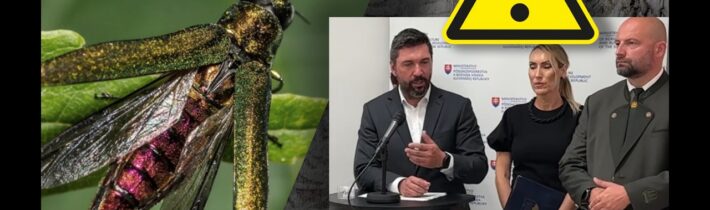 Nový škodca na Slovensku – čo hrozí našim lesom?
