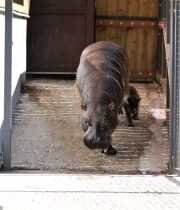 ZOO Bratislava: Ako sa darí nášmu malému zázraku?• Malá Bawu, mláďatko hrošíka …