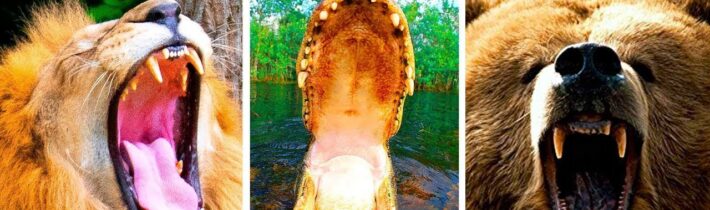 TOP 5 ZVÍŘATA S NEJSILNĚJŠÍM SKUSEM NA SVĚTĚ
