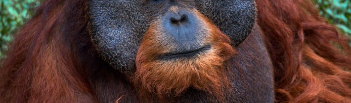 Orangutan Ken Allen – Kabinet Kuriozit