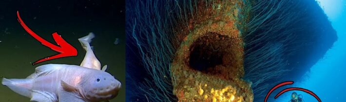 TOP 8 NEJVĚTŠÍCH objevů HLUBIN OCEÁNŮ 2023