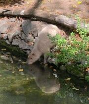 ZOO Bojnice: Vďaka slnečným dňom môžete pri troche šťastia vidieť na veľkom ryb…