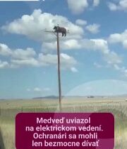 maco, žiaľ, spadol a zomrel…